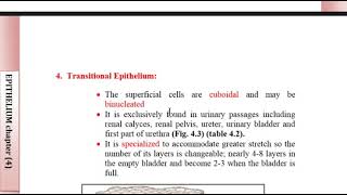 Epithelium Revision [upl. by Anerhs]