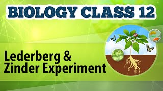 Lederberg and Zinder Experiment  Molecular Basis of Inheritance  Biology Class 12 [upl. by Kameko]