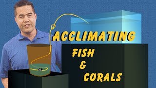 Acclimating Fish and Corals How Drip Acclimation Ensures a Safe Transition Into Your Aquarium [upl. by Netsirhc]