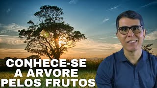 MENSAGENS DE PAZ RAS HAROLDO DUTRA DIAS CONHECESE A ÁRVORE PELO FRUTO [upl. by Eniloj]