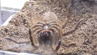 GOLIATH VOGELSPINNE HÄUTUNG  THERAPHOSA BLONDI  MOLTING GOLIATH BIRDEATER  HD [upl. by Roderic]