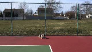 Australian shepherd puppy learns basic obedience training [upl. by Swetiana]