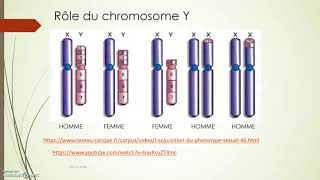 La détermination du sexe  chromosome Y TDY et gène SRY [upl. by Englebert]