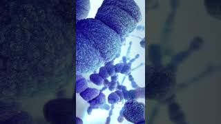 Streptococcus pneumoniae animation  pneumococcal bacteria  pneumococcal diplococci animation [upl. by Ecnatsnoc]