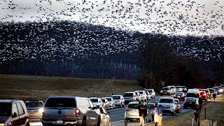 90000 Snow Geese The Great Migration at Middle Creek Pa Wildlife Management Area [upl. by Aicac]