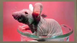 Cure For Baldness Stem Cells Help Grow Hair on Hairless Mice [upl. by Shipman]