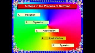 Nutrition in animal 2 CBSE Science Class X [upl. by Grefe]