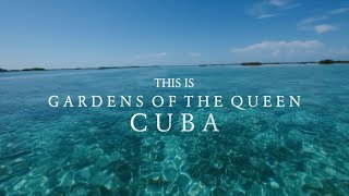 Diving CUBAs Jardines de la Reina ReefGarden of the Queen2021 with Syd and KT [upl. by Gizela]