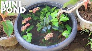 Easy DIY Mini Pond  Patio Pond  No Filter [upl. by Nitsug237]