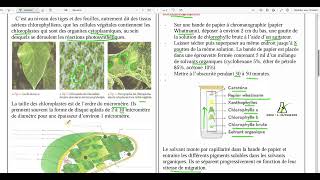 93 Localisation de la chlorophylle au sein de la cellule végétale le chloroplaste [upl. by Alliuqahs]