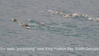 Southern Ocean Wildlife as seen from on board ship [upl. by Eneleoj930]