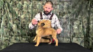 Malinois Puppy Training Lesson One [upl. by Ozne471]