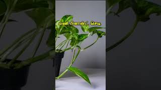 4 கடவுள் அம்சம் கொண்ட செடிகள் God Plant shorts tamilshorts flowers vastu ttamiltechnology [upl. by Naut]