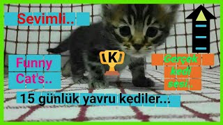 KEDİ ÇAĞIRMA SESİ yavrukedimiyavlamasıçağırankedininanneyavrusunuçağırıyorçağırmasıcat [upl. by Aseneg]