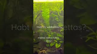 meine betta rubra 2022 aquariumhobby aquarium fypシ animal babyshrimp shrimp fish [upl. by Llewxam]