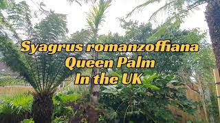 Syagrus romanzoffiana Coco queen Palm overwintered in the UK [upl. by Alli]