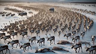 15 Greatest Mammal Migrations in the World [upl. by Launamme]