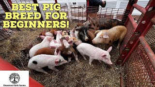 Best Pig Breed  THIS May Surprise You [upl. by Hgielrebmik]