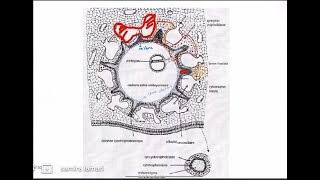 3 ème semaine du développement embryonnaire partie 02 [upl. by Ahsehat]