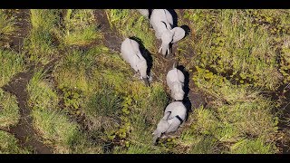 Discover Botswanas Chobe National Park [upl. by Erreit295]