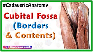 Cubital Fossa  Usmle Cadaveric Anatomy  Boundaries and Contents [upl. by Ajile]