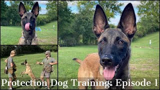 Teaching My Son To Train Protection Dogs Episode 1  Malinois amp Dutch Shepherd [upl. by Schnapp533]