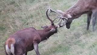 cerfs contre cerf [upl. by Banks]