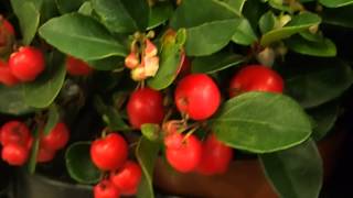 Gaultheria procumbens Big Berry [upl. by Nnawtna]