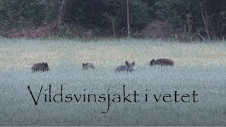 Vildsvinsjakt i vetefälten Del 1 av 2 Wild boar hunting [upl. by Hut749]