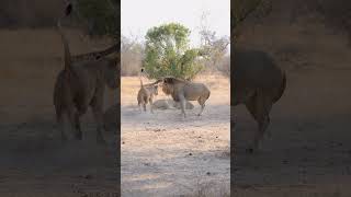 Playful Lions  Lion Sands Game Reserve  Sabi Sand  South Africa [upl. by Oznerol685]