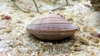 Facts The Northern Quahog Hard Clam [upl. by Katzir]