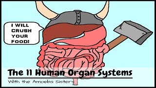 OLD VIDEO Human Body Systems The 11 Champions [upl. by Dolora]