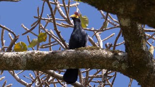 Rosss Turaco and its Call [upl. by Ennairrac]