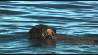 Honey Badger Narrates The Precious Sea Otter [upl. by Abbottson590]