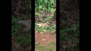 എനിക്ക് സ്കൂളിൽ പോണം dogowner nature petengager petowner pets doglover tessa [upl. by Lacram]