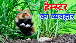 Hamster Animal Behavior  hamster facts  Hamsters wildlife documentary in Hindi [upl. by Churchill]