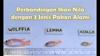 Perbandingan Ikan Nila yang Makan Wolffia  Lemna  Azolla [upl. by Cybill364]