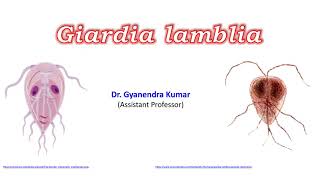 Giardia lamblia [upl. by Leahplar623]