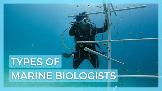 5 Types of Marine Biologists  Careers in Marine Biology [upl. by Einrae]