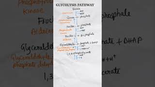 Glycolysis  Glycolysis Pathway  Glycolysis Cycle  Glycolysis Biochemistry shorts [upl. by Ettelrats]