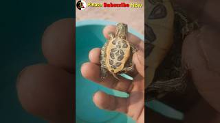 ☺️Basking Time  Turtles basking  Red Eared Slider Enjoying sun🐢a Basking  Turtles shortvideo [upl. by Aisiram]