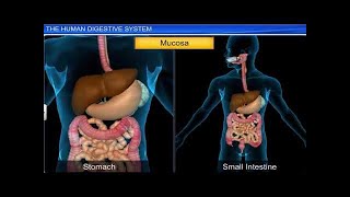 ICSE Class 9 Biology  Digestive System 1 The Human Digestive System [upl. by Hanford]