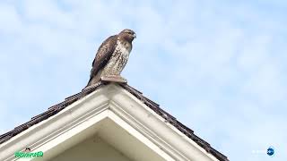 RedTailed Hawk Buteo Jamaicensis On The Roof Raptor birdsofprey H Raptor birdsofprey [upl. by Garvy]