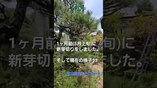 【松】1ヶ月前5月上旬に新芽切りをした結果6月上旬までの成長【造園 庭師 植木屋 樹木 職人 庭木】 [upl. by Dutch819]