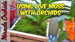 Using live moss with orchids  topping up baskets and pots [upl. by Indihar261]