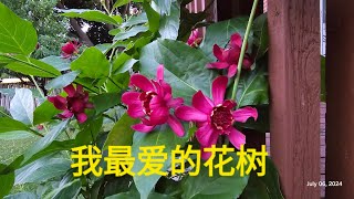 Sophies Garden 我最爱的花树，整夏开花，不仅花香，叶子更香 Calycanthus Aphrodite [upl. by Iramo]