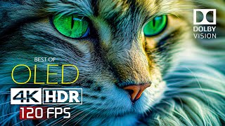 Best of OLED Dolby Vision  4K HDR 120 fps [upl. by Ynnor]