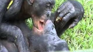 Bonobos kissing [upl. by Aillimac91]