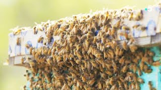 Abeilles tueuses VS abeilles fragiles  ZAPPING SAUVAGE [upl. by Ardnad298]