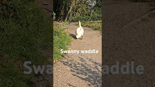 Swan waddle autumn swan waddles autumnwalk [upl. by Lindemann]